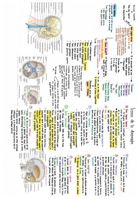 ANATOMÍA 2DO PARCIAL