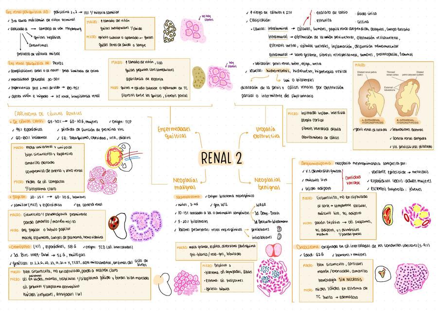 Sistema Renal 2 