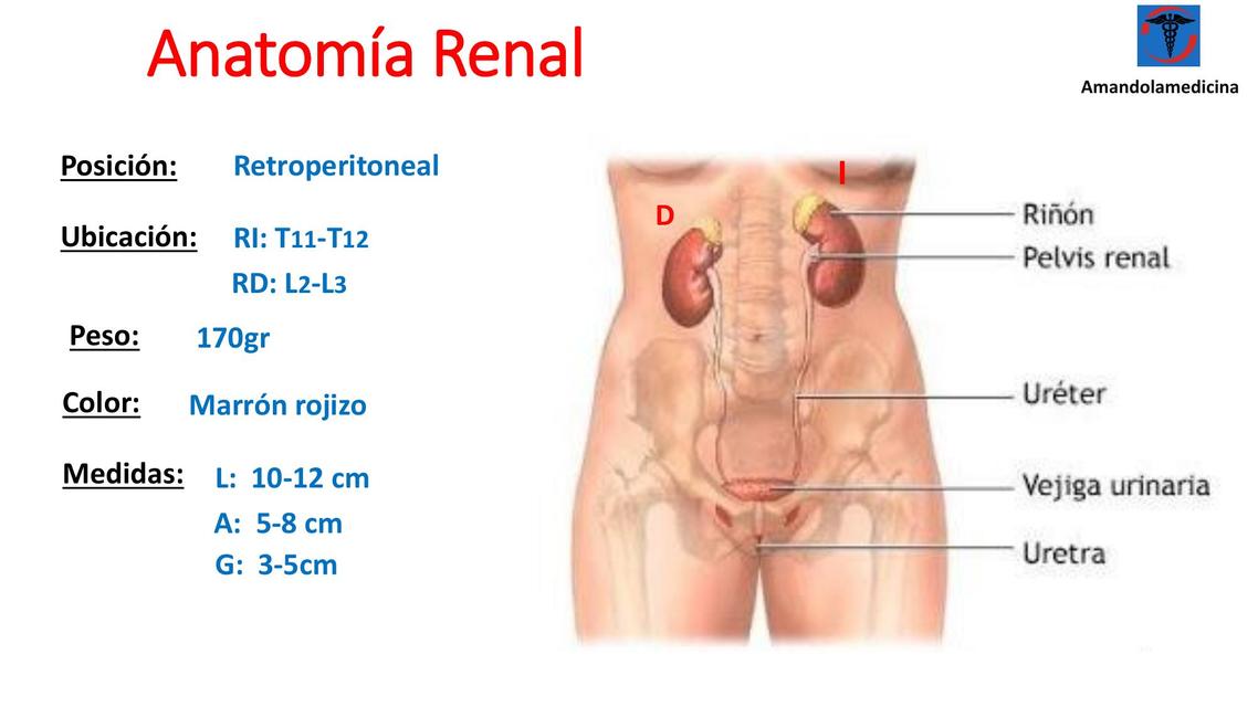 Anatomía Renal-sencilla