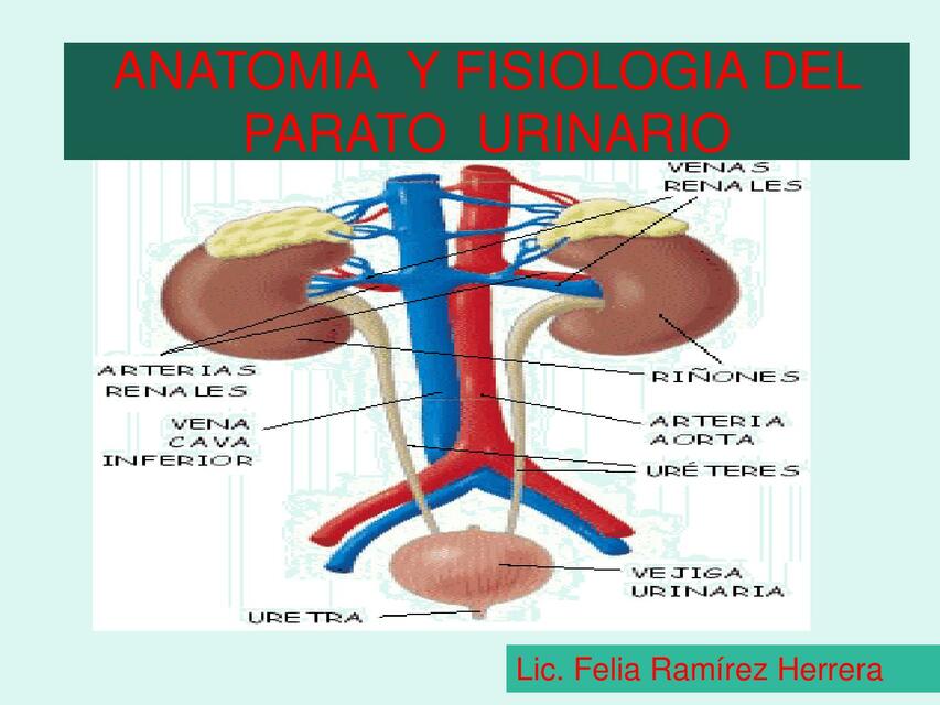 Anatomía y Fisiología del Aparato Urinario 