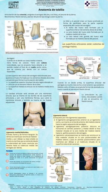 Anatomía de Tobillo