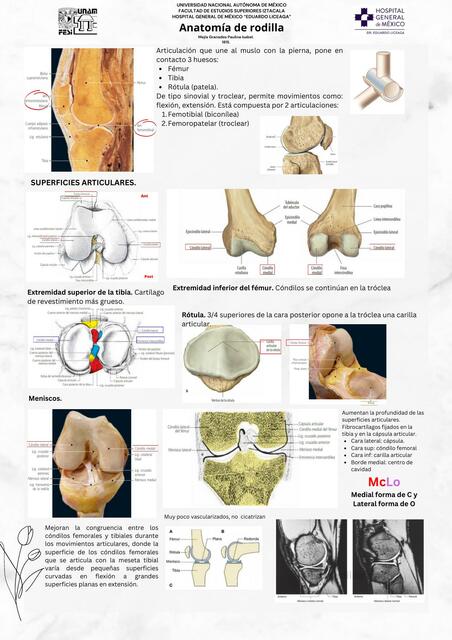 Anatomía de Rodilla