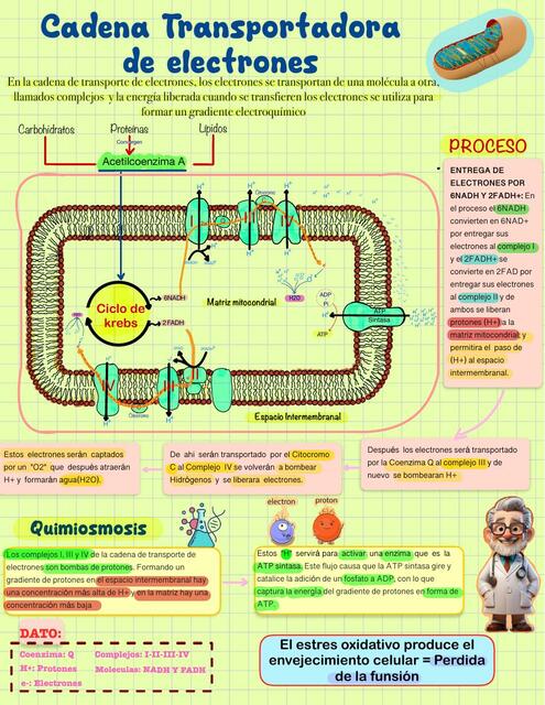 Cadena Transportadora de Electrones