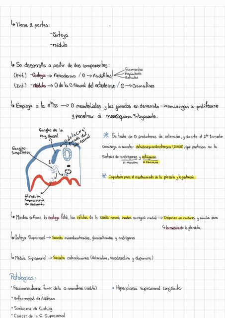 Embriología de la glándula suprarrenal