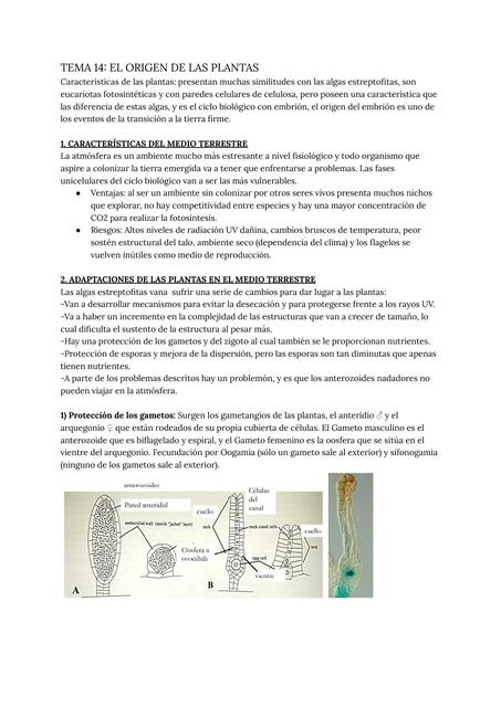 Tema 14 el origen de las plantas