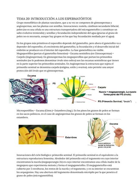 Tema 20 introducción a los espermatofitos