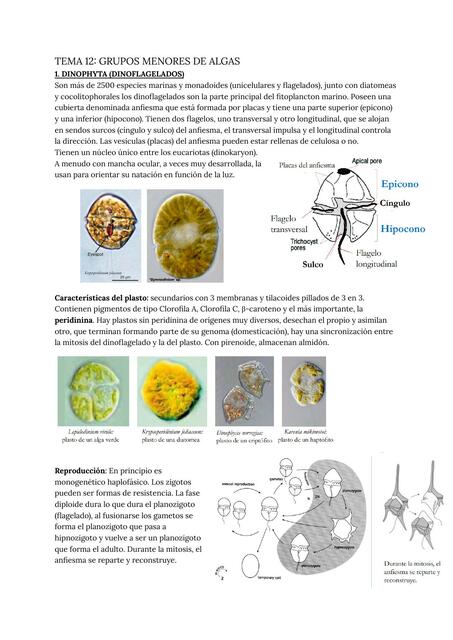Tema 12 grupos menores de algas