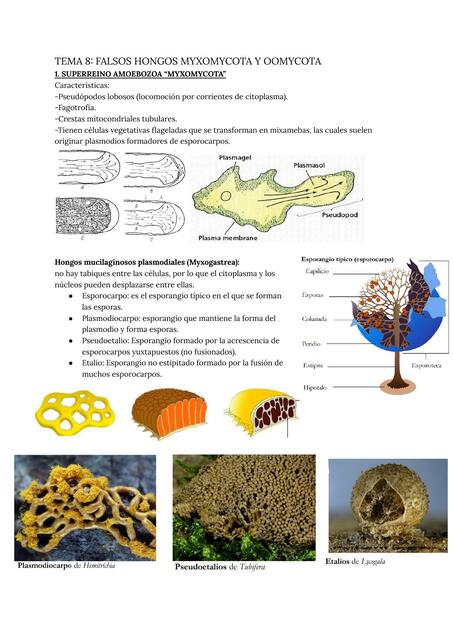 Tema 8 falsos hongos myxomycota y oomycota