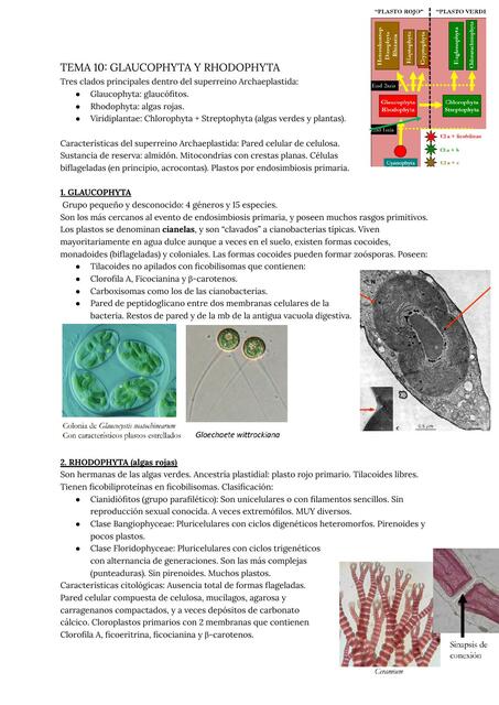 Tema 10 glaucophyta y rhodophyta