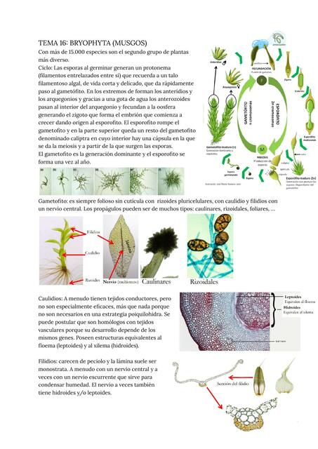 Tema 16 bryophyta musgos