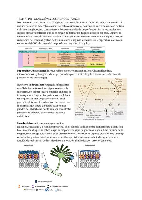 Tema 4 introducción a los hongos fungi