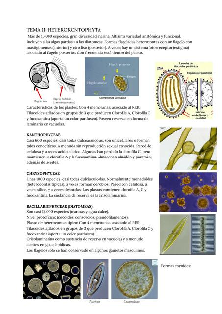 Tema 11 heterokontophyta