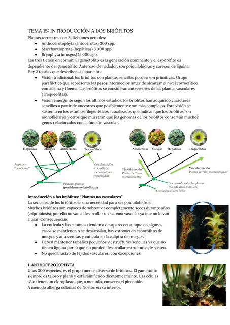 Tema 15 introducción a los briófitos