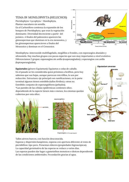 Tema 19 monilophyta helechos