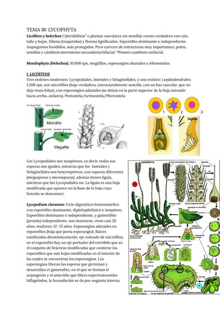 Tema 18 lycophyta