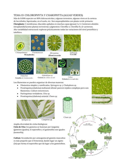 Tema 13 chlorophyta y charophyta algas verdes