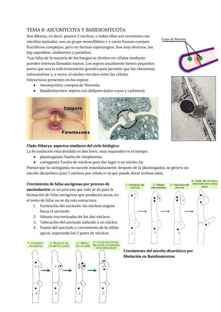 Tema 6 ascomycota y basidiomycota