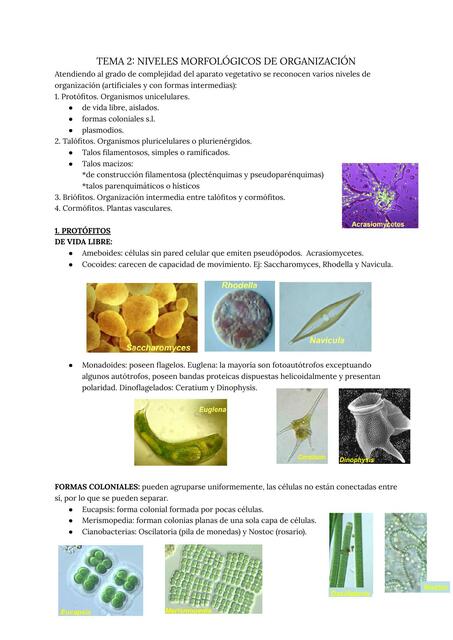 Tema 2 niveles morfológicos de organización