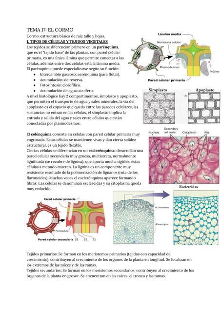 Tema 17 el cormo