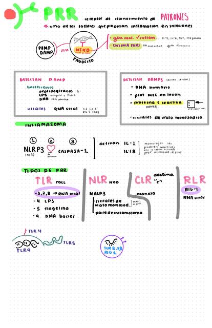 PRR receptor de reconocimeinto de patrones