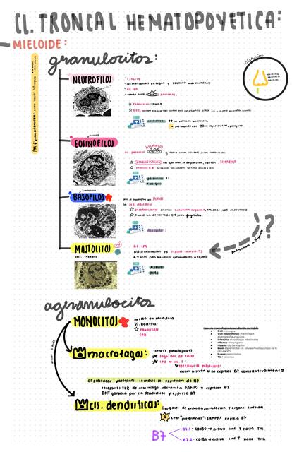 Hematopoyesis células inmunes