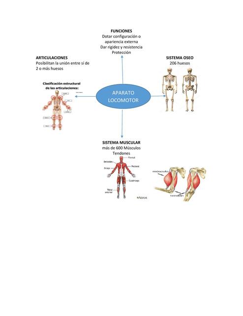 Sistema Locomotor