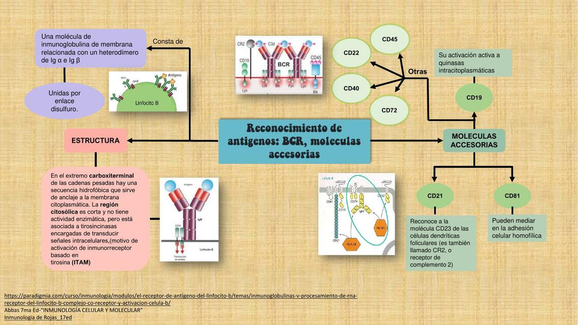 Reconocimiento de antígenos: BCR