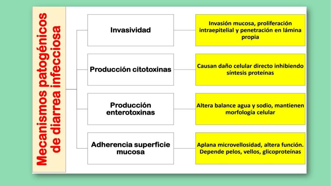 Shigella 