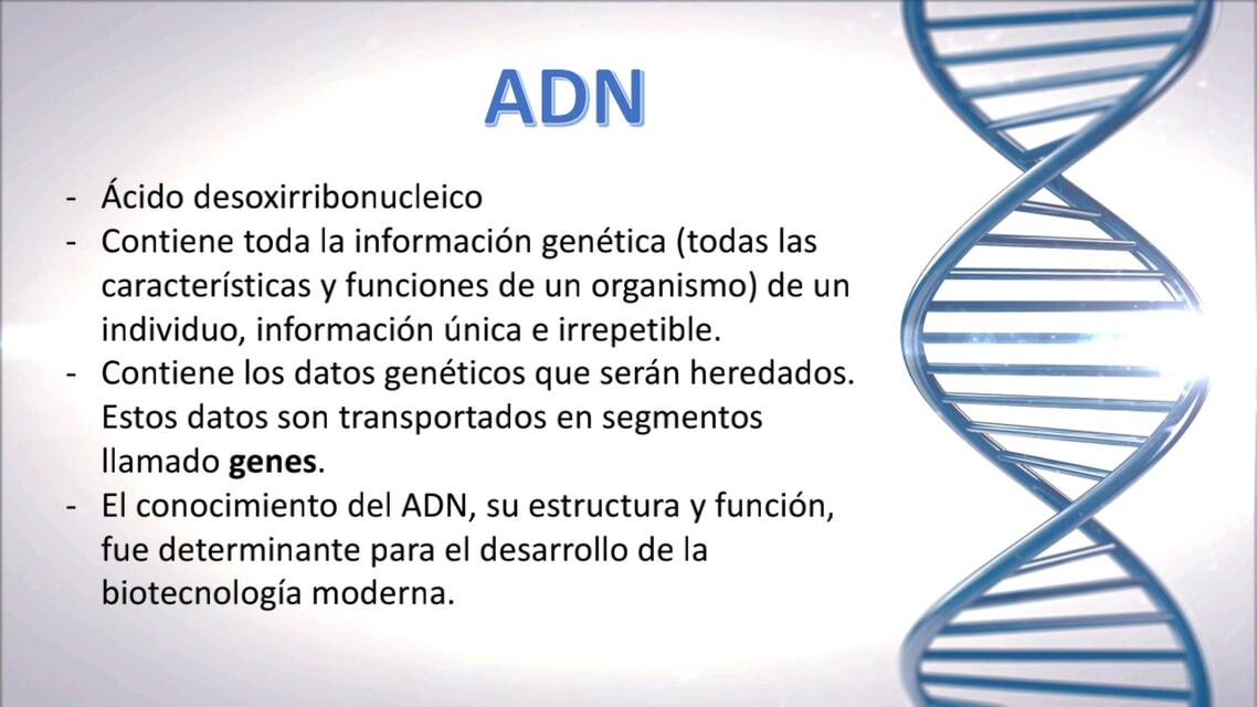 ADN y ARN 