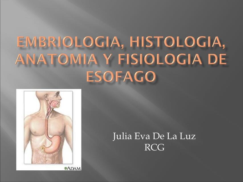 Embriología, histología, anatomía y fisiología de esófago 