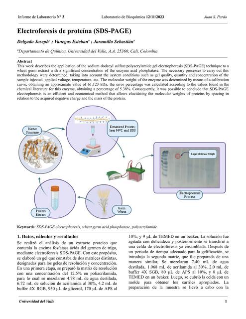 Informe - Electroforesis SDS PAGE