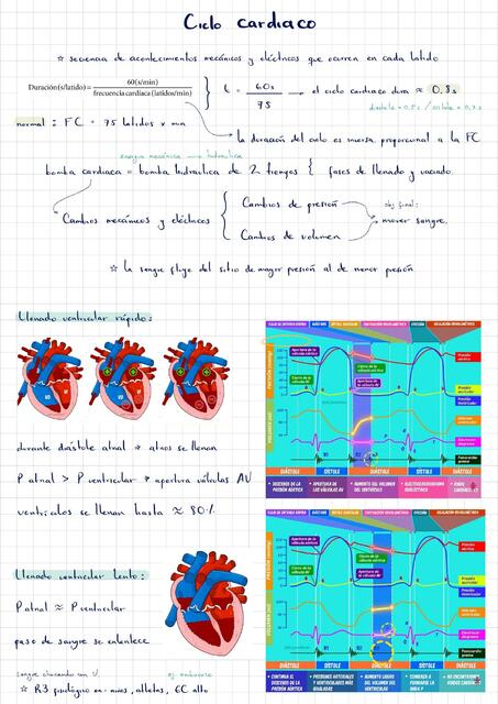 APUNTE; Ciclo cardiaco