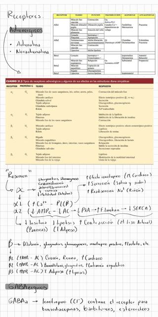 neurotransmisores