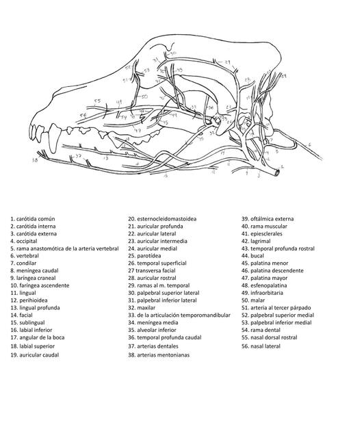 Arterias cabeza