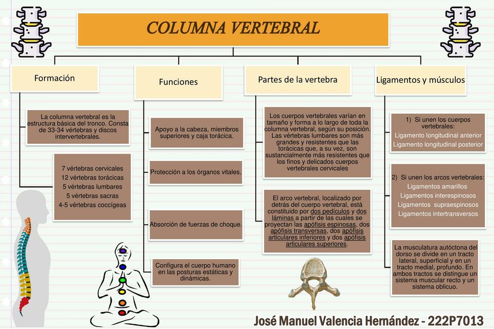 Columna vertebral