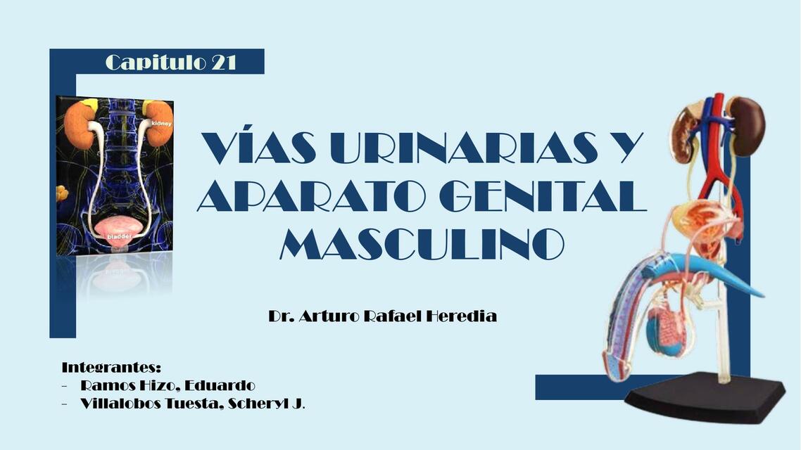 Vías Urinarias y Aparato Genital Masculino 