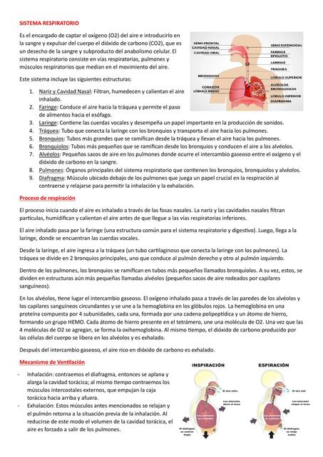 Sistema Respiratorio 