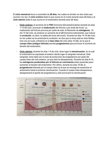 Ciclo menstrual