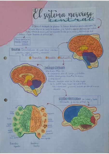 Sistema Nervioso