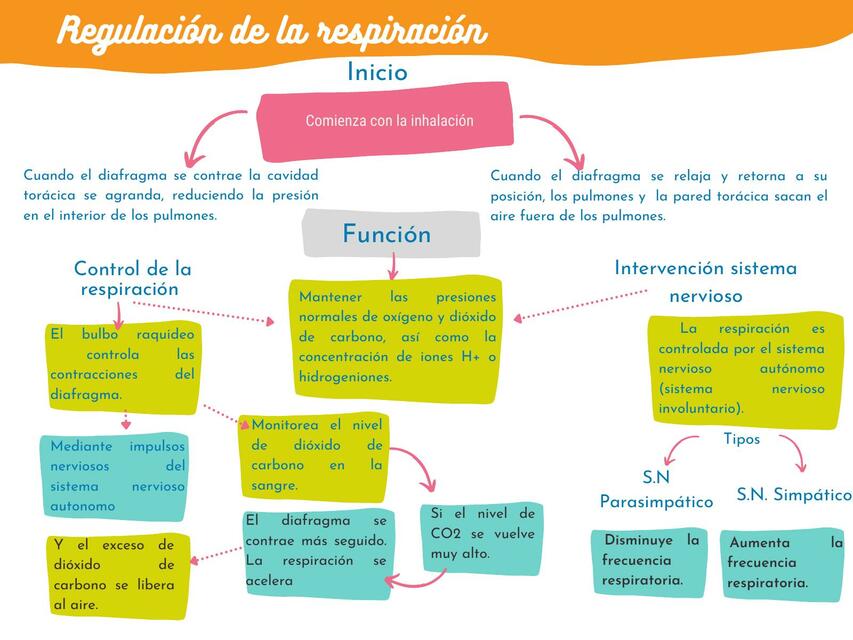 Regulación de la Respiración