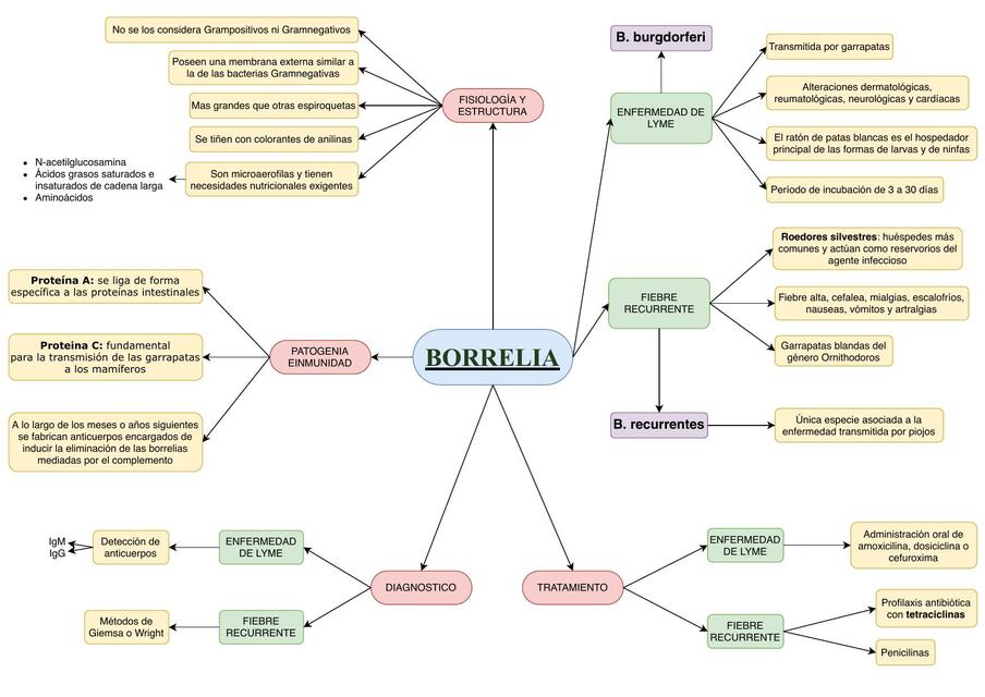 Borrelia