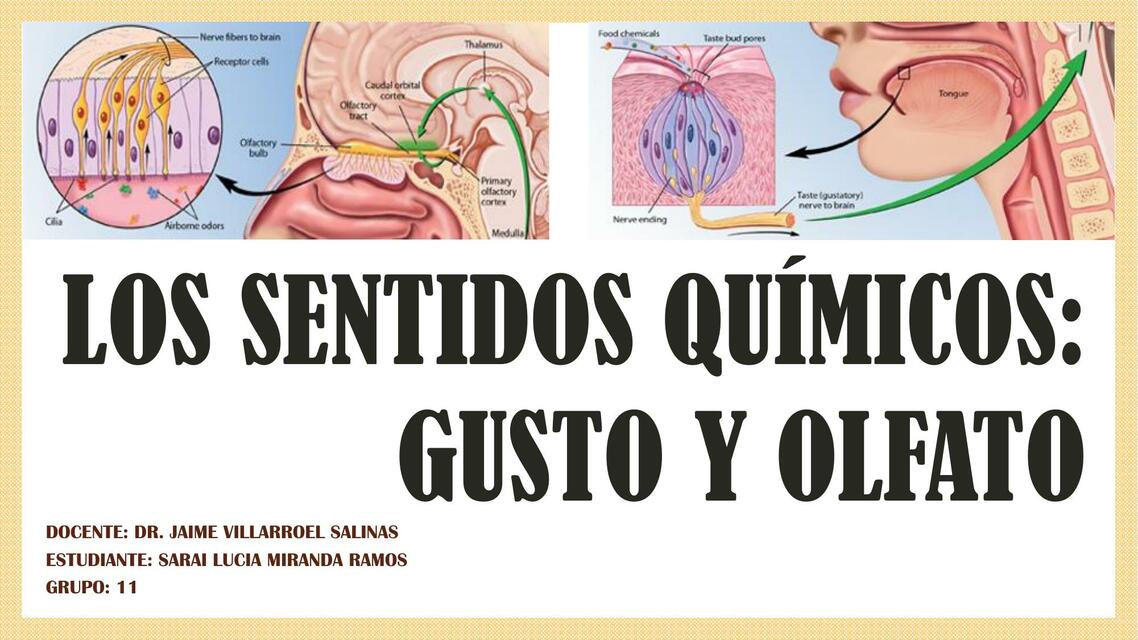 Los sentidos químicos: Gusto y Olfato