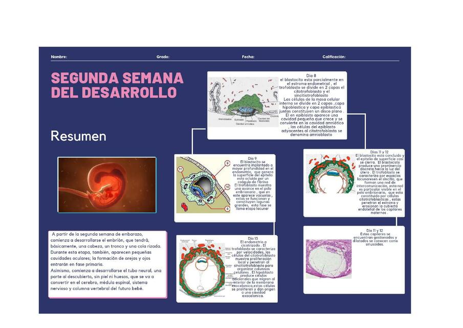 Segunda semana del desarrollo