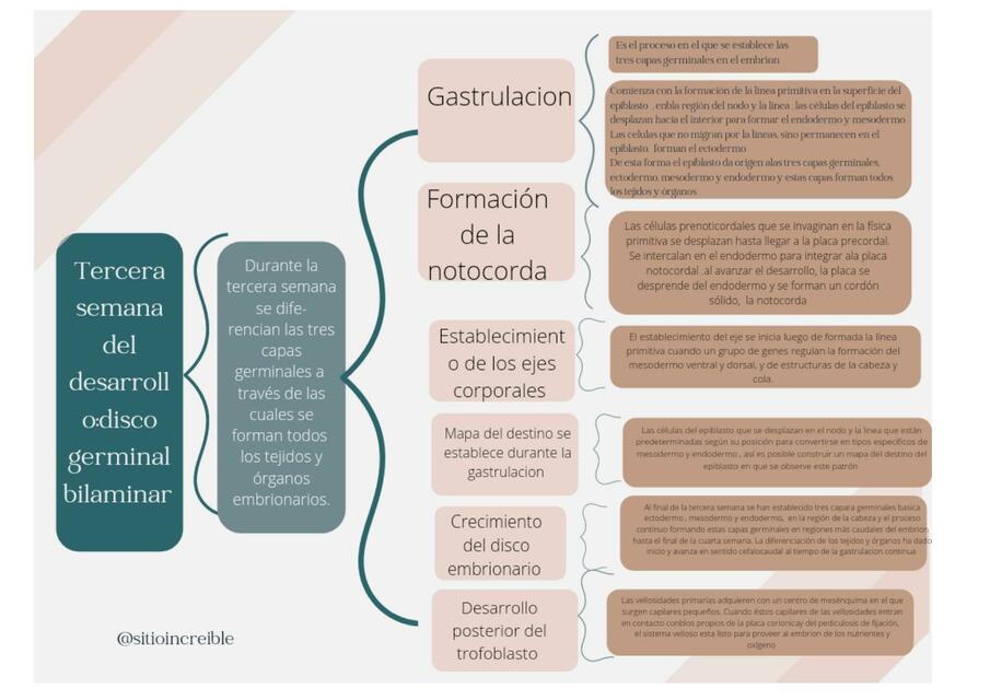 Tercera semana de desarrollo