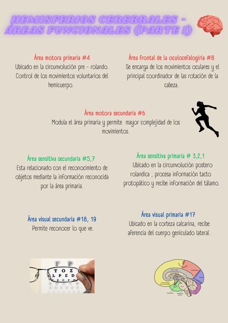 Hemisferios Cerebrales uDocz