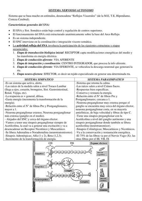 Sistema nervioso autónomo 