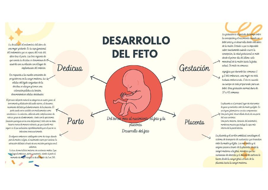 Desarrollo del Feto