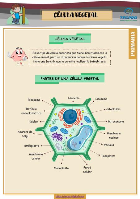 Célula Vegetal 5y6 Primaria