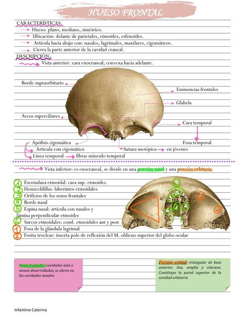 Hueso frontal