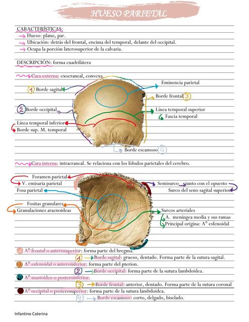 Hueso parietal